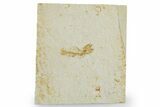 Bargain, Fossil Fish (Amphiplaga) - Uncommon Species #357659-1